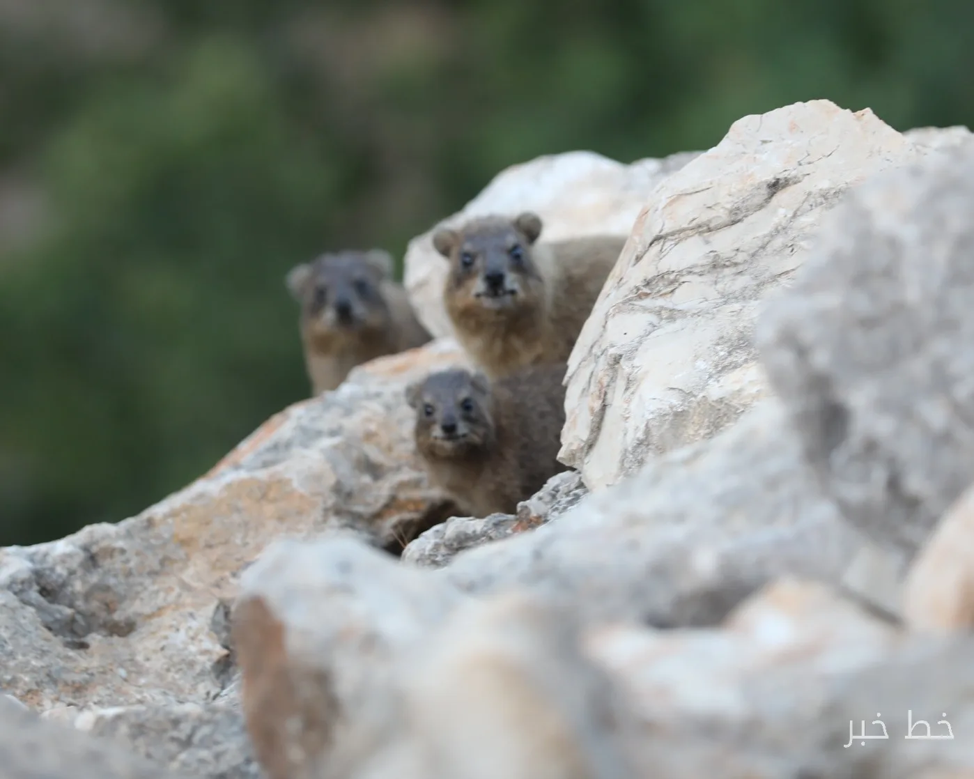 نابودی زیستگاه‌ها: جنگ لبنان و سرنوشت هیراکسی‌های سنگی