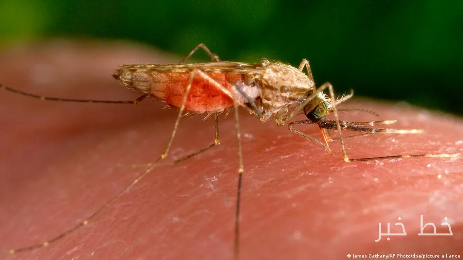 Six new cases of malaria reported around Frankfurt Airport