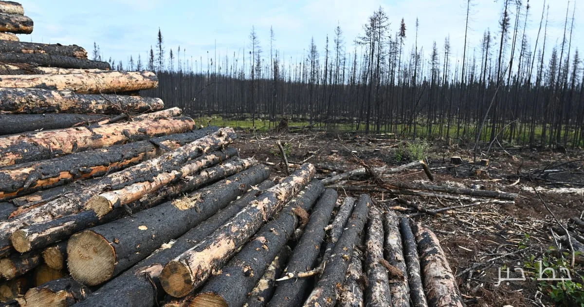 کانادا خواستار اصلاح قانون ضد deforestation اتحادیه اروپا شد