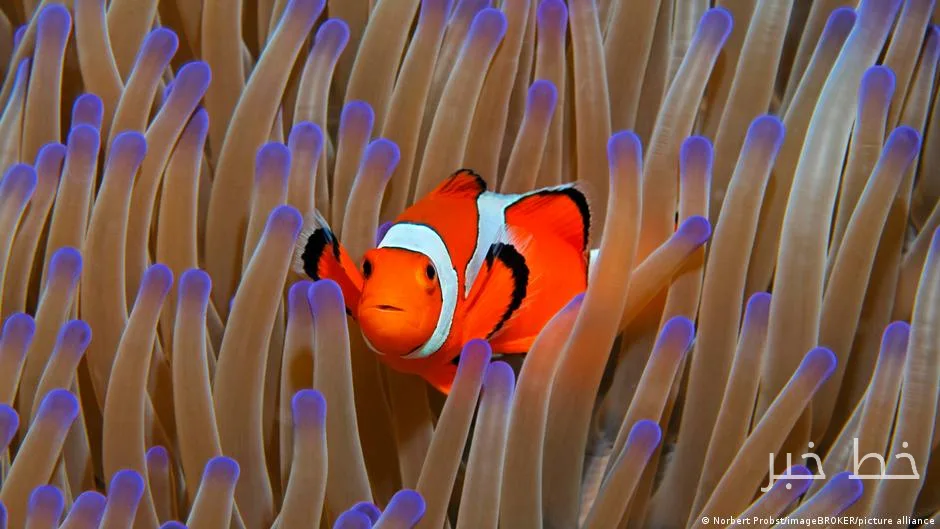 IUCN warnt, dass 96% der Korallenriffe der Welt ernsthaft gefährdet sind