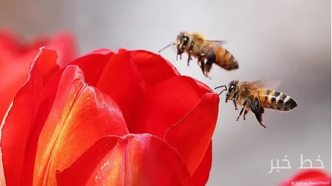کاهش تنوع زیستی خطرات جدی برای بشر به همراه دارد