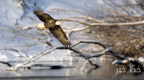 Greg Stanton Calls for Preservation of Endangered Species Act in Permit Reform Negotiations
