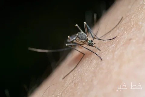 Die Zahl der Dengue-Fälle im Bundesstaat Florida hat 400 überschritten